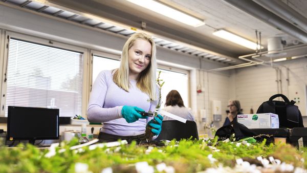 Laura Pikkarainen laskee laboratoriossa, miten paljon juuria tutkimustaimet ovat kasvattaneet. (Kuvaaja: Matias Honkamaa)