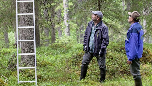 Pekka Muuttomaa ja Paavo Lähteenmäki pohtivat, onko huono myyrävuosi vaikuttanut pöllöihin. (Kuvaaja: Mikko Riikilä)