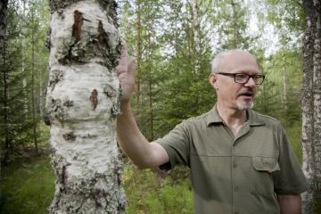Jouni Järvinen osallistui metsänomistajille suunnatulle käytännön metsätalouskurssille sen jälkeen kun oli ostanut ensimmäisen metsäpalstansa. Yksi kurssin luennoitsijoista kertoi erikoispuista, josta Järvinen sai kipinän niiden kasvattamiselle. Ensimmäiset visakoivut hän istutti vuonna 1997, ja nykyään hänen metsissään on visakoivuja noin 20 hehtaaria. (Kuvaaja: Janne Ruotsalainen)