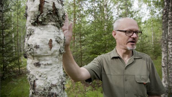 Jouni Järvinen osallistui metsänomistajille suunnatulle käytännön metsätalouskurssille sen jälkeen kun oli ostanut ensimmäisen metsäpalstansa. Yksi kurssin luennoitsijoista kertoi erikoispuista, josta Järvinen sai kipinän niiden kasvattamiselle. Ensimmäiset visakoivut hän istutti vuonna 1997, ja nykyään hänen metsissään on visakoivuja noin 20 hehtaaria. (Kuvaaja: Janne Ruotsalainen)