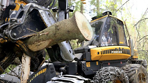 Tyvestä sahattava hylkyleikko eli lumppi jää tavallisesti palstalle metsänomistajan omaisuudeksi. Mikäli päätehakkuulta kerätään hakkuutähteet, puidaan lumpit yleensä hakkuutähdekasoihin.  (Kuvaaja: Sami Karppinen)