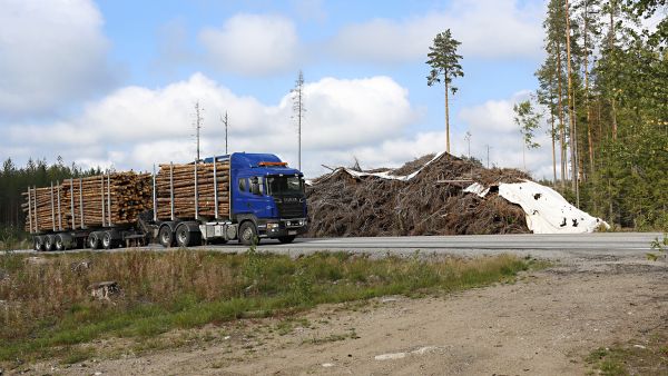 Energiapuun kysyntä on parantunut ja entistä useammin puukaupan yhteydessä tehdään tarjous myös oksa- ja latvusmassasta. Myötävire on tuonut mukanaan ilmiön, että energiapuuta käytetään ainespuun hintapaineiden venttiilinä. (Kuvaaja: Sami Karppinen)