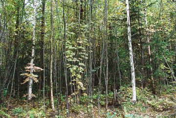 Metsänhoidon rästeistä on viime vuosina pidetty kovaa ääntä. Tuoreimman VMI:n mukaan tällaiset metsät ovat vähentyneet. (Kuvaaja: mikko riikilä)