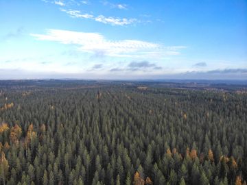 Näitä Suomessa riittää. Ojitettu räme on muuttunut kymmenien hehtaarien mäntyvaltaiseksi kasvatusmetsäksi ja hiilinieluksi Karstulassa Keski-Suomessa.  