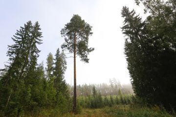 Metsänhoidolla vaikutetaan metsän rakenteisiin ja ekologisiin toimintoihin. Pyrkimyksenä on ohjata puuston ja muun kasvillisuuden kehitystä edistäen metsänomistajan ja yhteiskunnan asettamien tavoitteiden toteutumista. (Kuvaaja: Sami Karppinen)