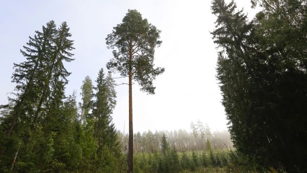 Metsänhoidolla vaikutetaan metsän rakenteisiin ja ekologisiin toimintoihin. Pyrkimyksenä on ohjata puuston ja muun kasvillisuuden kehitystä edistäen metsänomistajan ja yhteiskunnan asettamien tavoitteiden toteutumista. (Kuvaaja: Sami Karppinen)