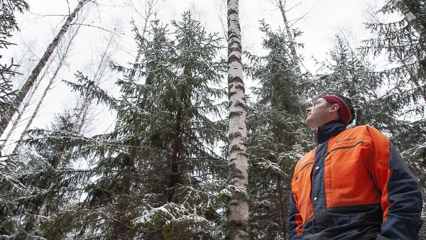 Pasi Saarelainen työmaana on muovata peltoon istutetusta koivikoista kaksijaksoinen koivu-kuusi-metsä. (Kuvaaja: Mikko Riikilä)