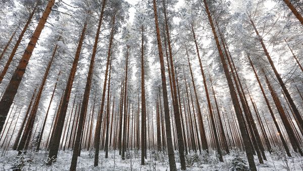 Mikäli hiilensidonta ja puutuotanto asetetaan yhtä tärkeiksi tavoitteiksi, kasvatetaan metsä aavistuksen tiheämpänä ja pidennetään kiertoaikaa. Tämä edellyttää, että metsikön terveydentila on hyvä. (Kuvaaja: Sami Karppinen)