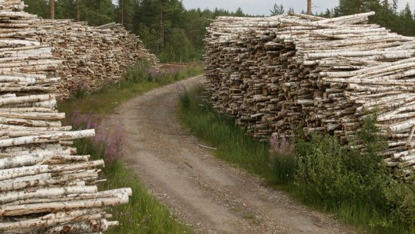 Tie nostaa puusta maksettavaa hintaa useilla euroilla kuutiolta. (Kuvaaja: Antero Aaltonen)