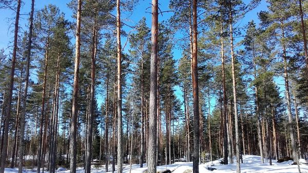 Metsärahasto osti viime keväänä Hämeenkyröstä 107 hehtaarin tilan, jossa keskipuusto oli 86 kuutiometriä metsämaan hehtaarilla. Kuva: Hannu Liljeroos