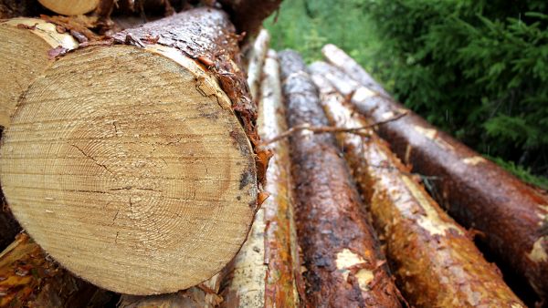 Yläharvennus tuo metsänomistajalle suuremmat puukauppatulot jo harvennushakkuuvaiheessa. Lisäksi metsässä kasvaa kiertoajassa suurempi määrä tukkipuuta. (Kuvaaja: Valtteri Skyttä)