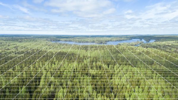 Laserkeilauksessa metsätiedot muodostetaan erikseen sivuiltaan 16-metrisille ruuduille, hiloille.  (Kuvaaja: Suomen metsäkeskus)