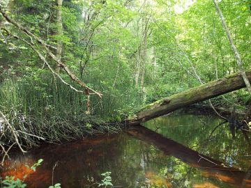 Luonnontilainen puro, jonka ympärillä on lehtoa, on metsälakikohde, jota on laajennettu ympäristökohteeksi. (Kuvaaja: Kimmo Syrjänen)