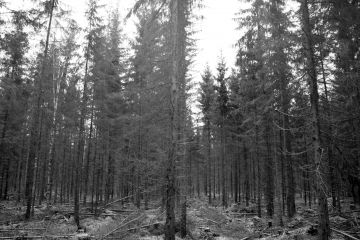 Huittisissa myytiin viime vuoden lopulla 45 hehtaarin suuruinen metsätila, jonka vanhoissa kuusikoissa oli tehty jatkuvan kasvatuksen hakkuita. Kuva: Hannu Liljeroos