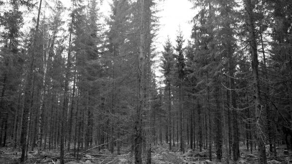 Huittisissa myytiin viime vuoden lopulla 45 hehtaarin suuruinen metsätila, jonka vanhoissa kuusikoissa oli tehty jatkuvan kasvatuksen hakkuita. Kuva: Hannu Liljeroos