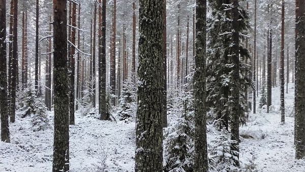 Erinomainen männikkö on kuvattu marraskuussa 2017 Sotkamossa UPM:n mailla. Kainuussa on tavanomaisten metsätilakauppojen lisäksi toinen, suurten sijoittajakauppojen kategoria. Kuva: Hannu Liljeroos