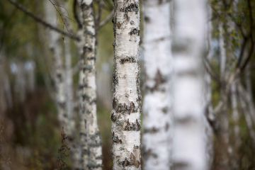 Läpimitaltaan alle 20-senttiselle visakoivulle on vaikea löytää ostajaa.  (Kuvaaja: Pekka Sipola)