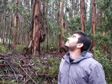 Eukalyptus tuottaa, mutta on myös erittäin palonarka eikä Portugalissa sallita uusien metsiköiden perustamista. Metsänomistajayhdistyksen David Deveza esitteli ensiluokkaista eukametsikköä. (Kuvaaja: Mikko Häyrynen)