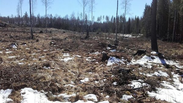 Pohjois-Pirkanmaalla myytiin 52 hehtaarin tilaa, josta puolet oli aukkoa ja taimikkoa. Kuusentaimia oli istutettu rehevälle maapohjalle ilman muokkausta huonoin tuloksin. Kuva: Hannu Liljeroos
