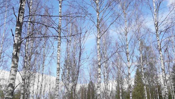 Lumimittari on syönyt lehdet koivikosta. (Kuva: Sameli Salokannel/Suomen metsäkeskus)