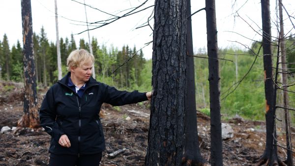 Säästettävät puut tulee jättää ryhmiksi ja esimerkiksi luontokohteiden yhteyteen, muistuttaa Metsäkeskuksen johtava luonnonhoidon asiantuntija Riitta Raatikainen. Säästöpuuryhmän poltto on yksi keino lisätä luonnon monimuotoisuutta. (Kuvaaja: Sami Karppinen)