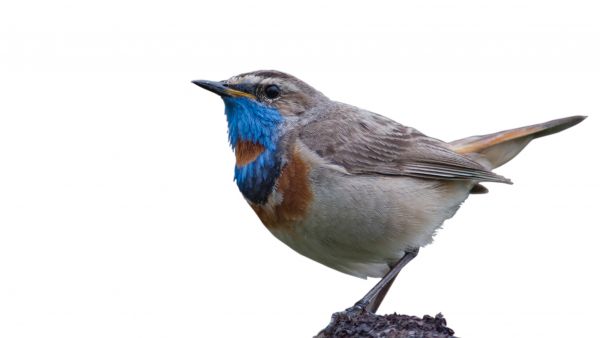 Uros sinirinta on kauneimpia lintujamme. Värikkään rintamuksen lisäksi se on erinomainen laulaja, lapinsatakieli. (Kuvaaja: Hannu Eskonen)
