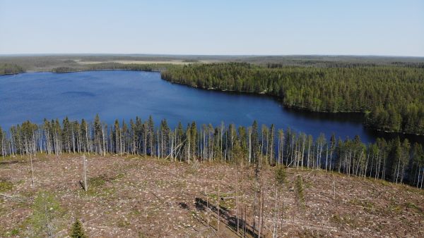 Isot metsäyhtiöt kompensoivat FSC-sertifioinnista metsänomistajille koituvia tulonmenetyksiä maksamalla FSC-sertifioidusta puusta parempaa hintaa. FSC-sertifioinnissa esimerkiksi järven rantaan on jätettävä vähintään 15 metriä leveä suojavyöhyke, kun PEFC:ssä riittää 5  10 metriä. (Kuvaaja: Sami Karppinen)