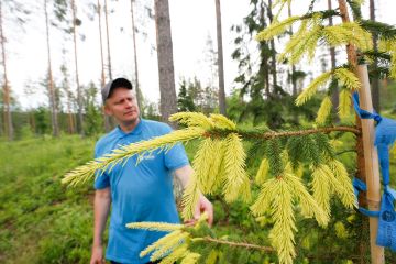 Puiden erikoismuotojen loisto on kauneimmillaan alkukesästä. Juhannuksen korvalla kultakuusen uusien versojen keltainen väri on alkanut jo muuttua vihreäksi. (Kuvaaja: Sami Karppinen)