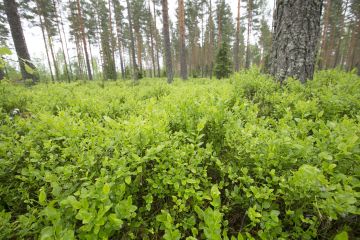 Mustikoita päästään poimimaan Etelä- ja Keski-Suomessa heinäkuun puolivälin tienoilla. Mustikan raakileita on tänä kesänä ollut Luonnonvarakeskuksen seurannan mukaan selvästi keskimääräistä vähemmän. (Kuvaaja: Sami Karppinen)