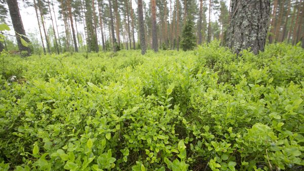 Mustikoita päästään poimimaan Etelä- ja Keski-Suomessa heinäkuun puolivälin tienoilla. Mustikan raakileita on tänä kesänä ollut Luonnonvarakeskuksen seurannan mukaan selvästi keskimääräistä vähemmän. (Kuvaaja: Sami Karppinen)