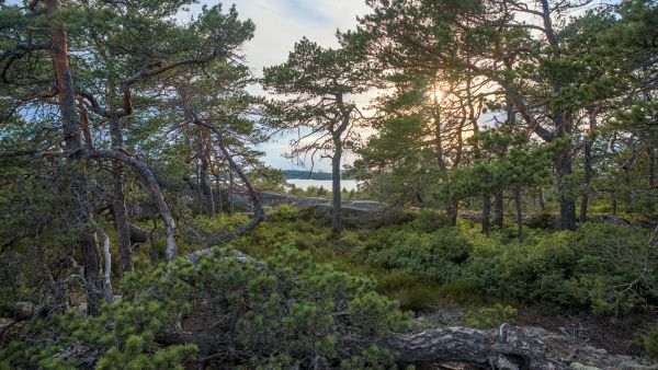 Purunpään niemellä sisäsaaristo muuttuu heti ulkosaaristoksi. Vuosina 2017–2018 tehdyn luontoselvityksen mukaan muun muassa maassa pesivien lintujen kanta on alueella merkittävä.
(Kuvaaja: Föreningen Konstsamfundet)