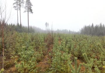  Pohjois-Karjalassa myydyillä tiloilla taimikoiden osuus pinta-alasta on ollut runsas neljännes. Kuvaaja: Hannu Liljeroos.