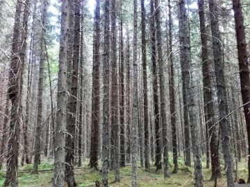 Tätä hyvin runsaspuustoista ja lähes luonnontilaista metsää myytiin hiljattain Kanta-Hämeessä. (Kuvaaja: Hannu Liljeroos)