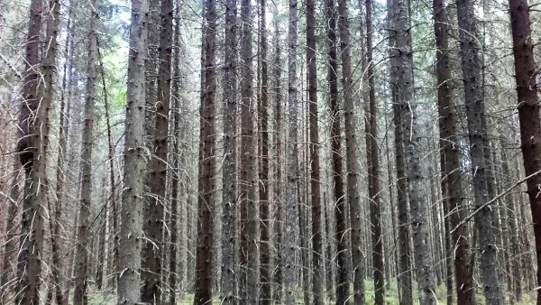 Tätä hyvin runsaspuustoista ja lähes luonnontilaista metsää myytiin hiljattain Kanta-Hämeessä. (Kuvaaja: Hannu Liljeroos)