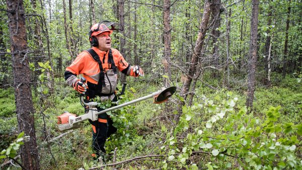 Martti Varmolalla on tällä hetkellä työn alla kuusi hehtaaria mäntytaimikon harvennusta. Puut ovat 28-vuotiaita. Rovaniemen pohjoispuolella kasvava taimikko raivataan noin viiden metrin pituudessa ja tiheystavoite on vajaat 2 000 puuta hehtaarilla. (Kuvaaja: JMP)
