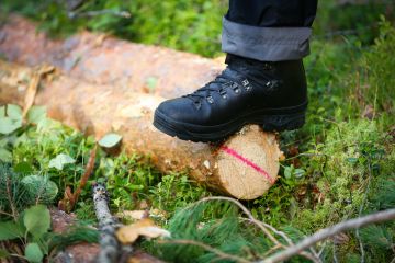 Mäntytukin latvaläpimitan nosto viidestätoista kahdeksaantoista senttiin voi syödä MTK:n mukaan metsänomistajan puukauppatilistä välejnnysleimikolla jopa neljänneksen. (Kuvaaja: Sami Karppinen)