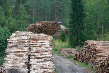 Metsä Groupin Keski-Suomen puuterminaalit ovat ääriään myöten täynnä.  (Kuvaaja: Sami Karppinen)