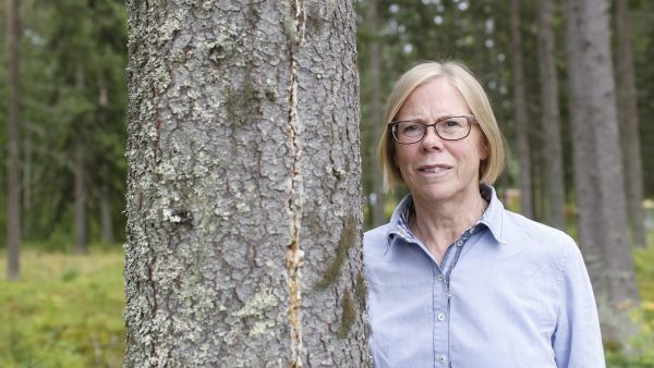Metsäneuvos Marja Hilska-Aaltosen mukaan metsätalouden kannustejärjestelmän uudistamisessa otetaan huomioon hallitusohjelman mukaisesti hiilensidonnan kasvattaminen ja luonnon monimuotoisuuden parantaminen.  (Kuvaaja: Sami Karppinen)