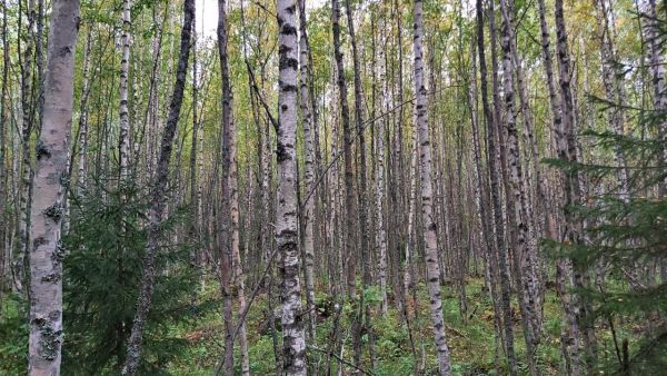 Metsä voi näyttää tältä, kun sen annetaan kauan kehittyä luontaisesti. Energiapuuta kertyy hehtaarilta paljon, mutta ainespuun tuottaminen on haasteellista. Kuva: Hannu Liljeroos