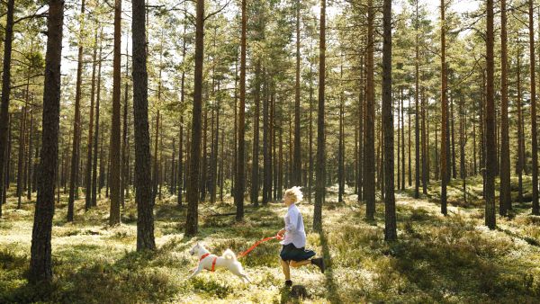 Susan Elo lenkkeilee metsässään viikottain koiransa kanssa. Kuivan hiekkakankaan männikössä on helppo liikkua. (Kuvaaja: Seppo Samuli)
