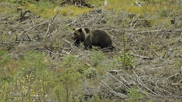 Karhu kaivelee mäntykannoista kantojäärän toukkia myös syksyllä, mutta etenkin keväällä. Jos paikka on rauhallinen, niin kannot kuoritaan suuriltakin hakkuualoilta. (Kuvaaja: AriKomulainen)