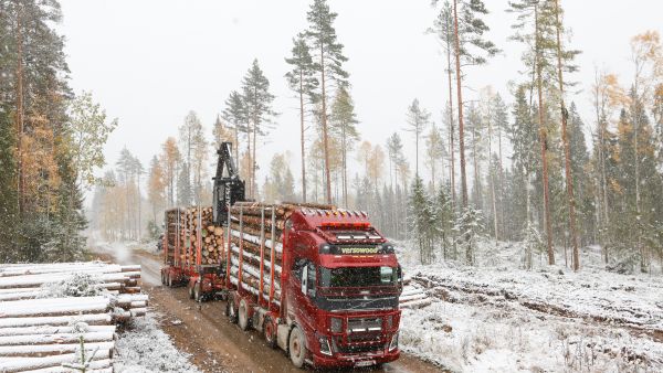 Näkymä puumarkkinoille on mäntytukin osalta utuinen. Keski-Suomen Metsäkuljetus Oy:n Patrick Malin kuljetti viime perjantaina Versowoodin leimikolta Petäjävedeltä kuusitukkia Mikkelin Otavaan. Leimikon mäntytukit oli jätetty vielä pystyyn. (Kuvaaja: Sami Karppinen)