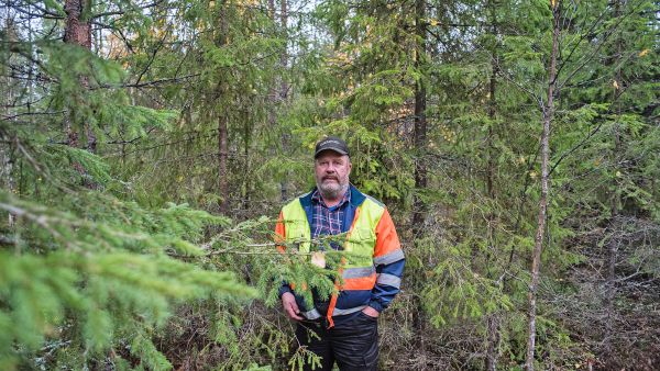 Metsänomistaja Risto Mämmilä sopi Otson kanssa Rovaniemellä sijaitsevan taimikon raivauksesta, mutta työ on jäänyt tekemättä. Yhtiön toimittamaan metsäsuunnitelmaan Mämmilä on ollut tyytyväinen. (Kuvaaja: Juha Ollila)