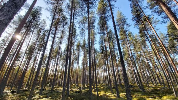 Hitaasti kasvanut laatumännikkö Pohjois-Pirkanmaan myyntikohteella. Kuva: Hannu Liljeroos