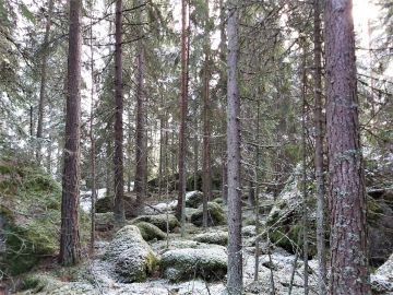 Loviisan kaupunki on laittanut myyntiin useita metsätiloja. Tllat ovat hoidettuja, mutta runsas kivisyys alentaa puuntuotosta, vaikeuttaa korjuuta ja metsänhoitoa ylipäätään. Kuva: Hannu Liljeroos