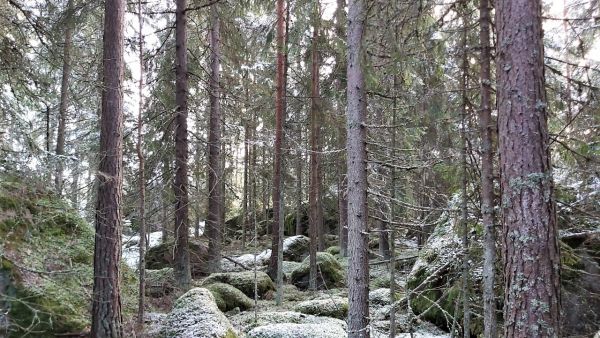 Loviisan kaupunki on laittanut myyntiin useita metsätiloja. Tllat ovat hoidettuja, mutta runsas kivisyys alentaa puuntuotosta, vaikeuttaa korjuuta ja metsänhoitoa ylipäätään. Kuva: Hannu Liljeroos