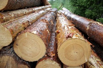 Kuka katkoo parhaiten Metsänomistaja tavoittaa Kuutiossa 95 prosenttia puunostajista, muttei esimerkiksi kaikkia erikoispuun ostajia. (Kuva: Valtteri Skyttä)