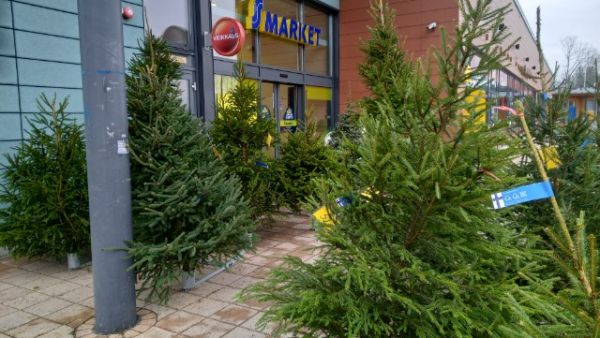 Joulukuusikauppa painottui tänä vuonna voimakkaasti jouluaattoa edeltävään viikonloppuun. Nämä kuuset odottivat uutta kotia Espoossa jouluaaton aattona.  (Kuvaaja: Juha Ruuska)