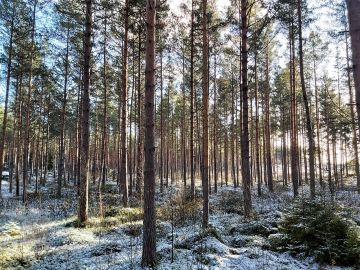 Pohjanmaan maakunnissa suometsien osuus on suuri, lähes puolet metsäalasta. Kuva: Hannu Liljeroos