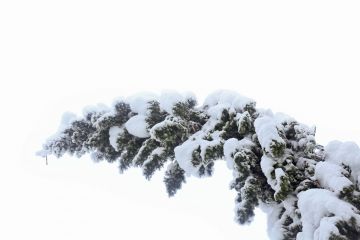 Puiden latvat murtuvat herkästi, kun lumikuormaa karttuu puuhun toispuoleisesti. (Kuvaaja: Sami Karppinen)